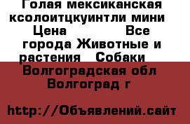 Голая мексиканская ксолоитцкуинтли мини › Цена ­ 20 000 - Все города Животные и растения » Собаки   . Волгоградская обл.,Волгоград г.